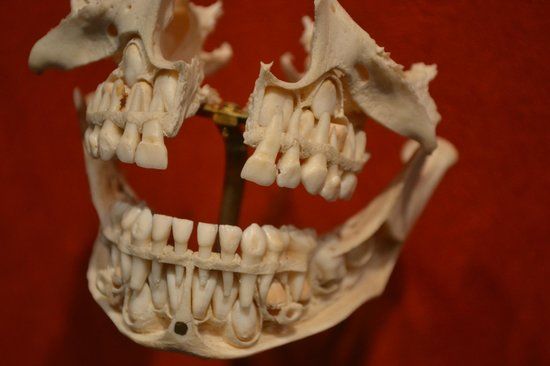 National Museum of Dentistry